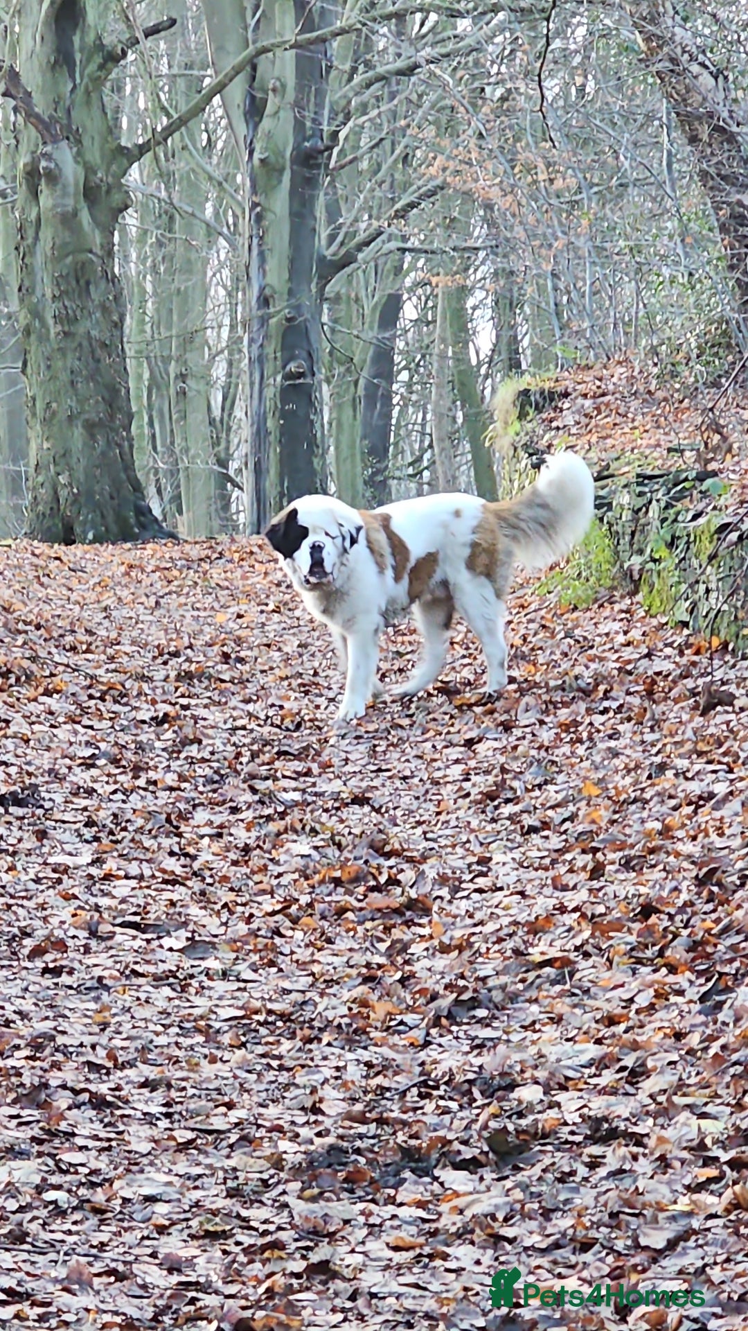 Saint Bernard dogs for sale: Saint burnard for sale  - Image 6