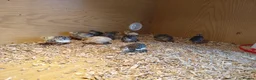 Quail poultry for sale: Chinese painted quail unsexed  - Advert 1