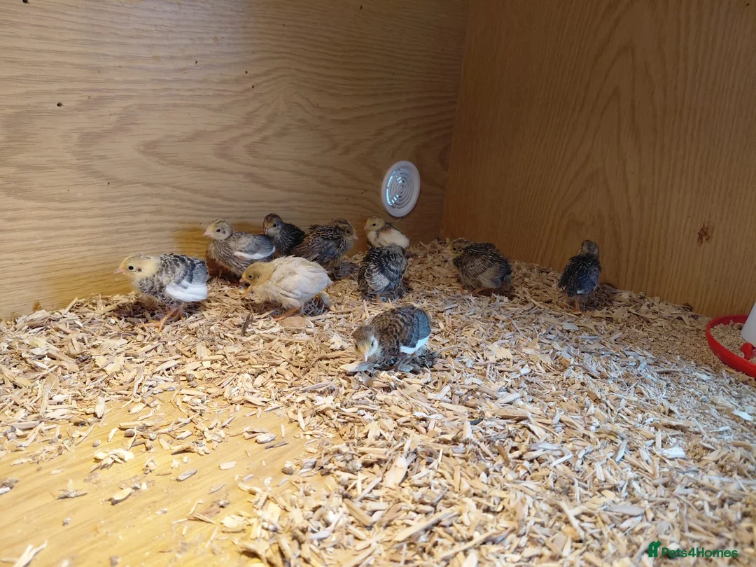 Quail poultry for sale: Chinese painted quail unsexed  - Advert 1