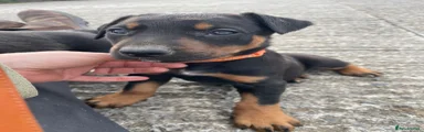 Huntaway Puppy 1
