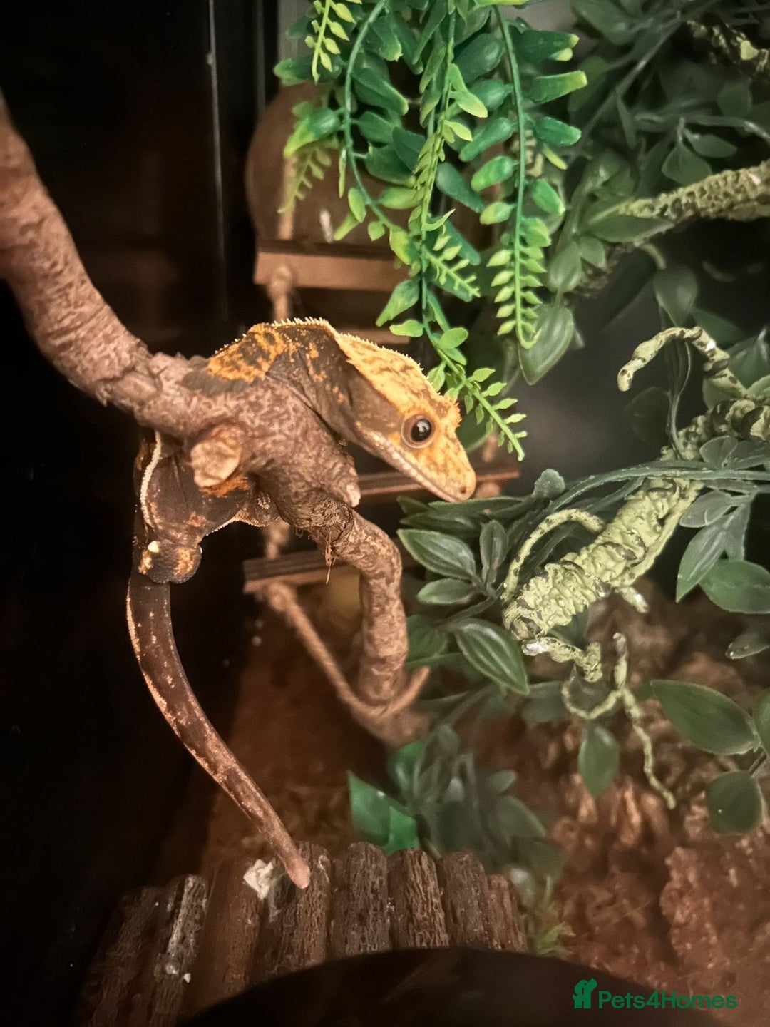 Gecko reptiles for sale: Gecko, Viv and stand  - Advert 5