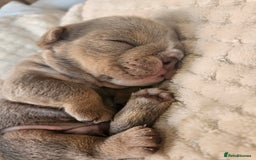 English Bulldog dogs for sale: Outstanding KC English Bulldogs, Top Quality Pups - Image 17