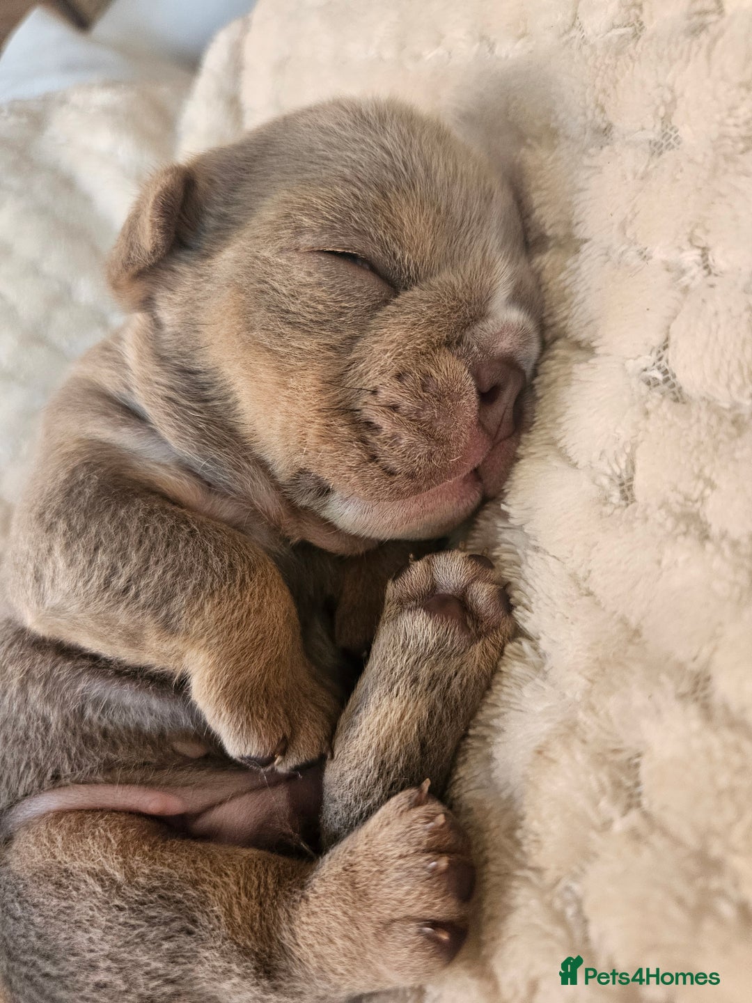 English Bulldog dogs for sale: Outstanding KC English Bulldogs, Top Quality Pups - Image 17