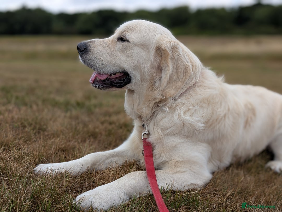 Golden Retriever dogs for stud: Golden Retriever Stud. KC Reg Champion Bloodline - Image 9