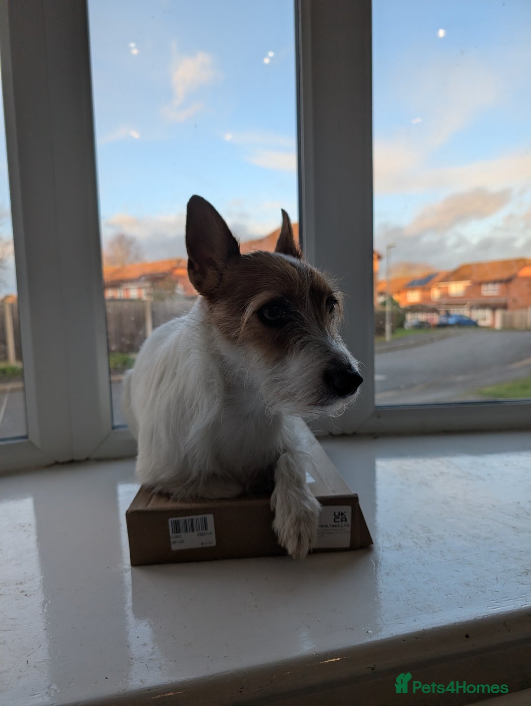 Jack Russell dogs for sale: Friendly Jack Russell  - Image 3