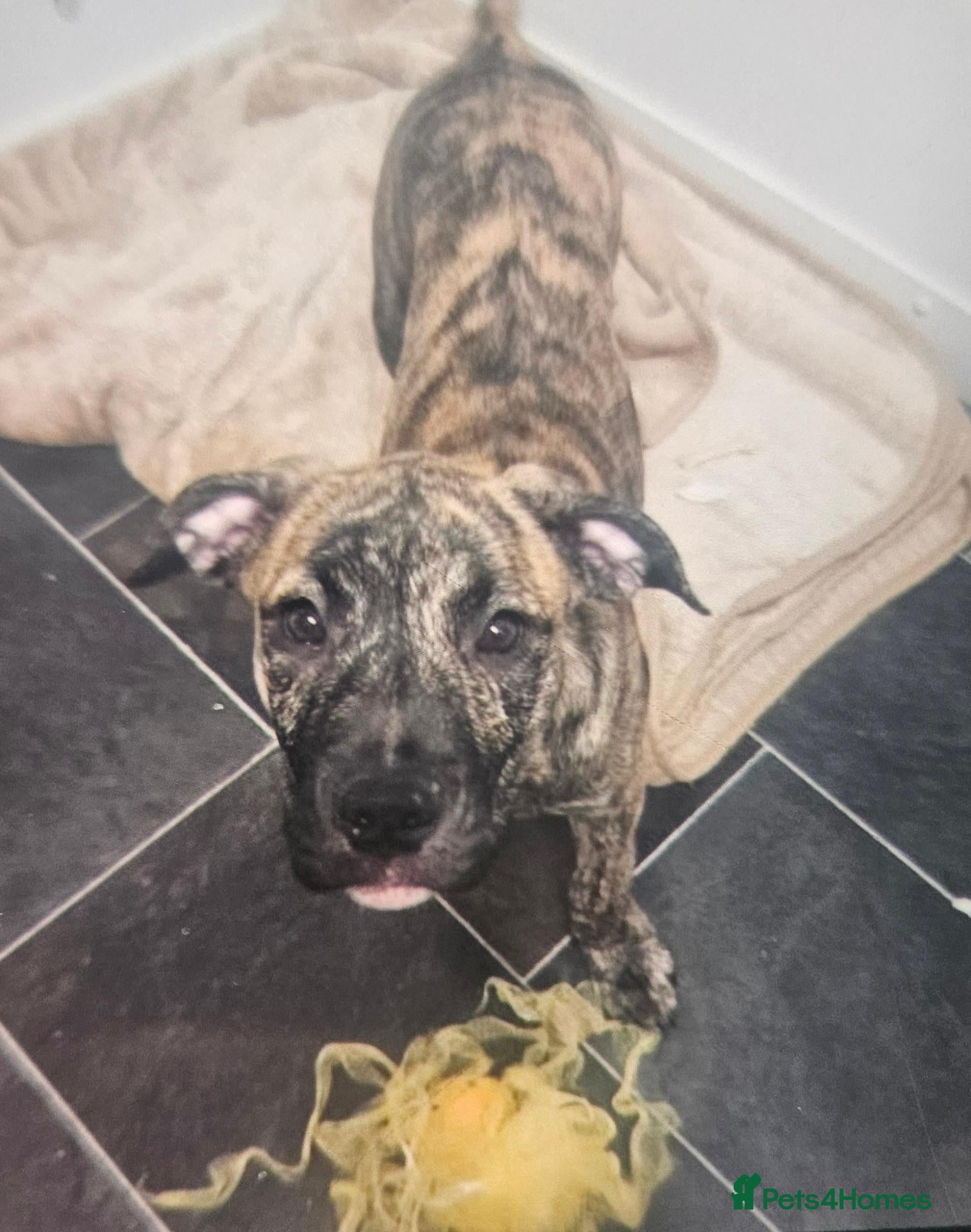 Mixed Breed dogs Pressa canario/American bulldog pups, - Advert 2