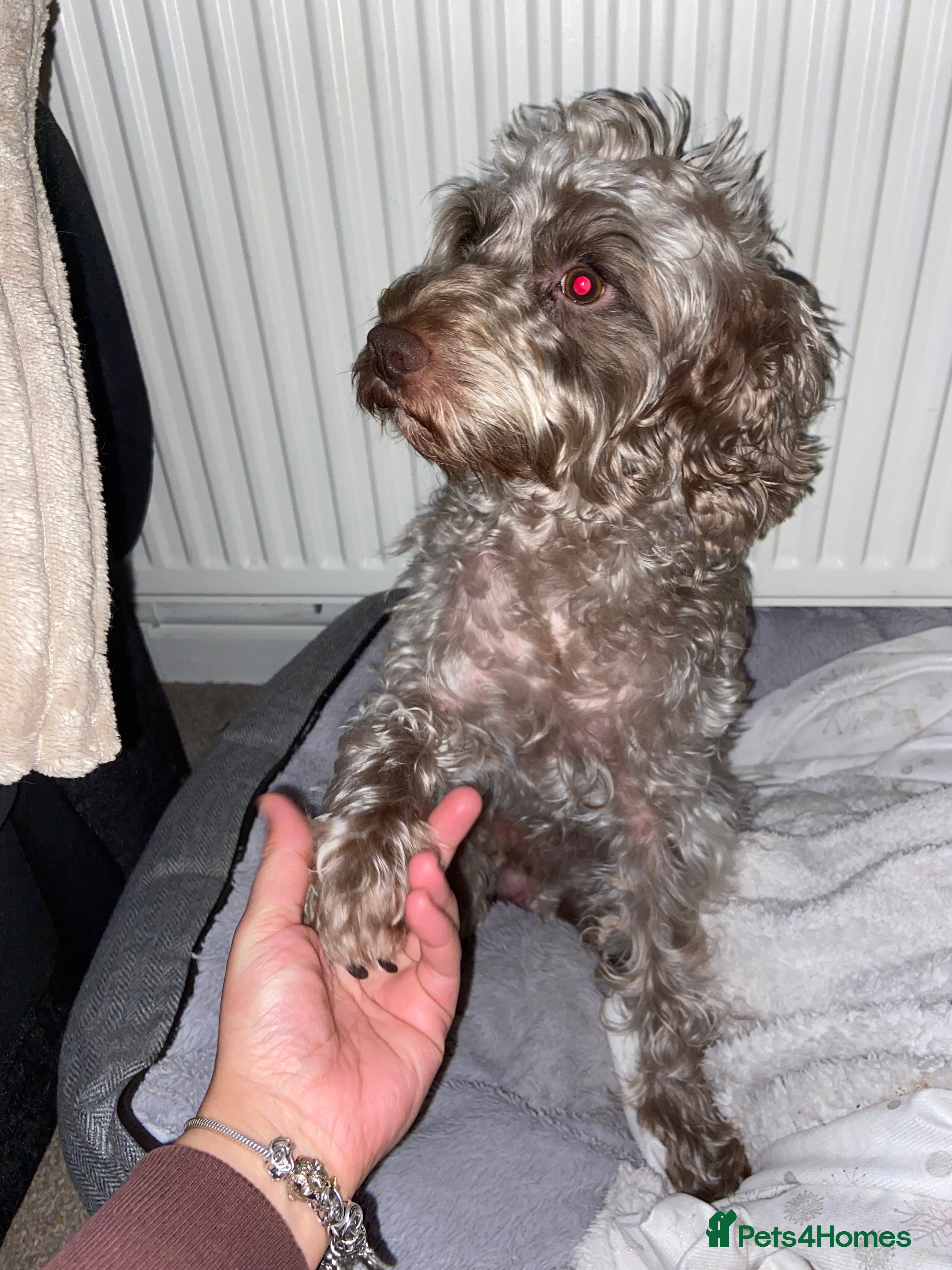 Cockapoo dogs *FOR STUD* Male Cockapoo - Advert 2