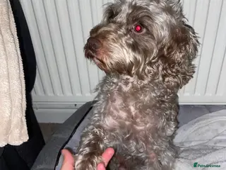 Cockapoo dogs *FOR STUD* Male Cockapoo - Advert 2