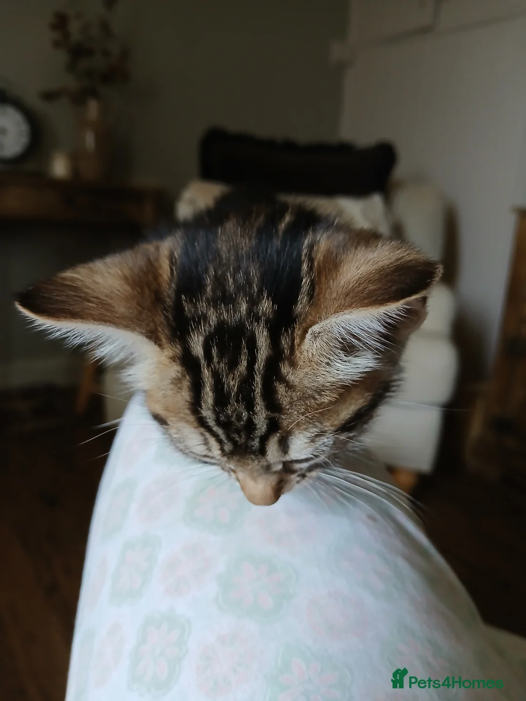 Bengal cats for sale: LAST OF HIS LITTER | KITTEN 3/4 Bengal Boy - Advert 8