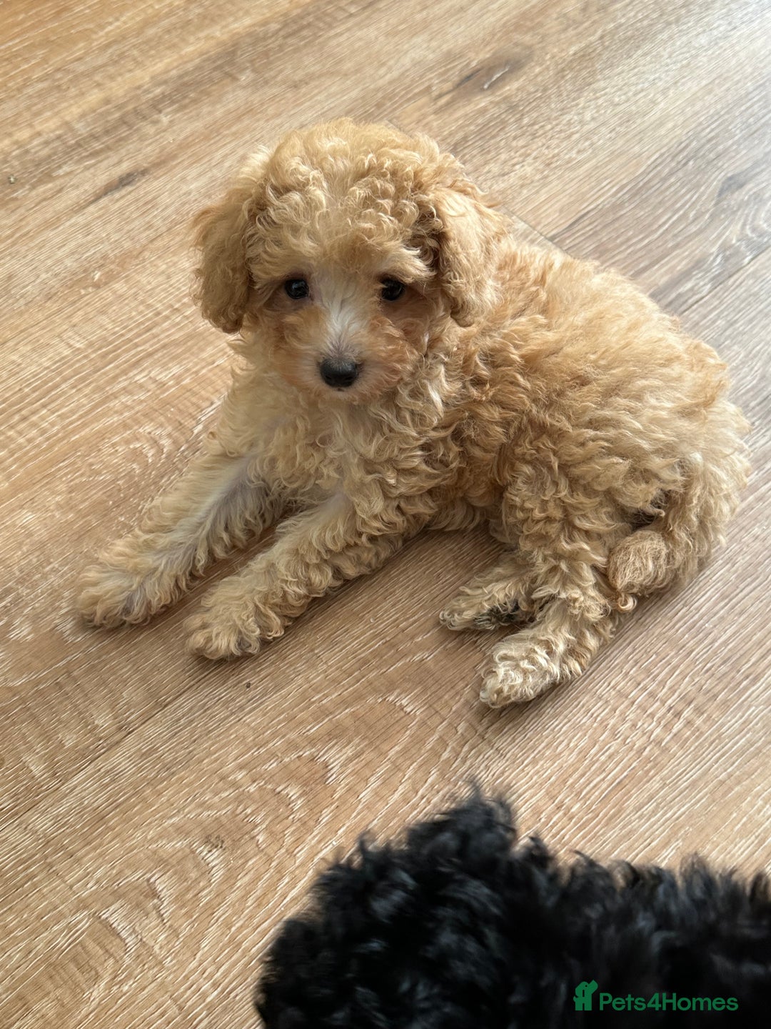 Toy Poodle dogs for sale: Stunning K.C. reg Toy Poodle Puppies - Image 12