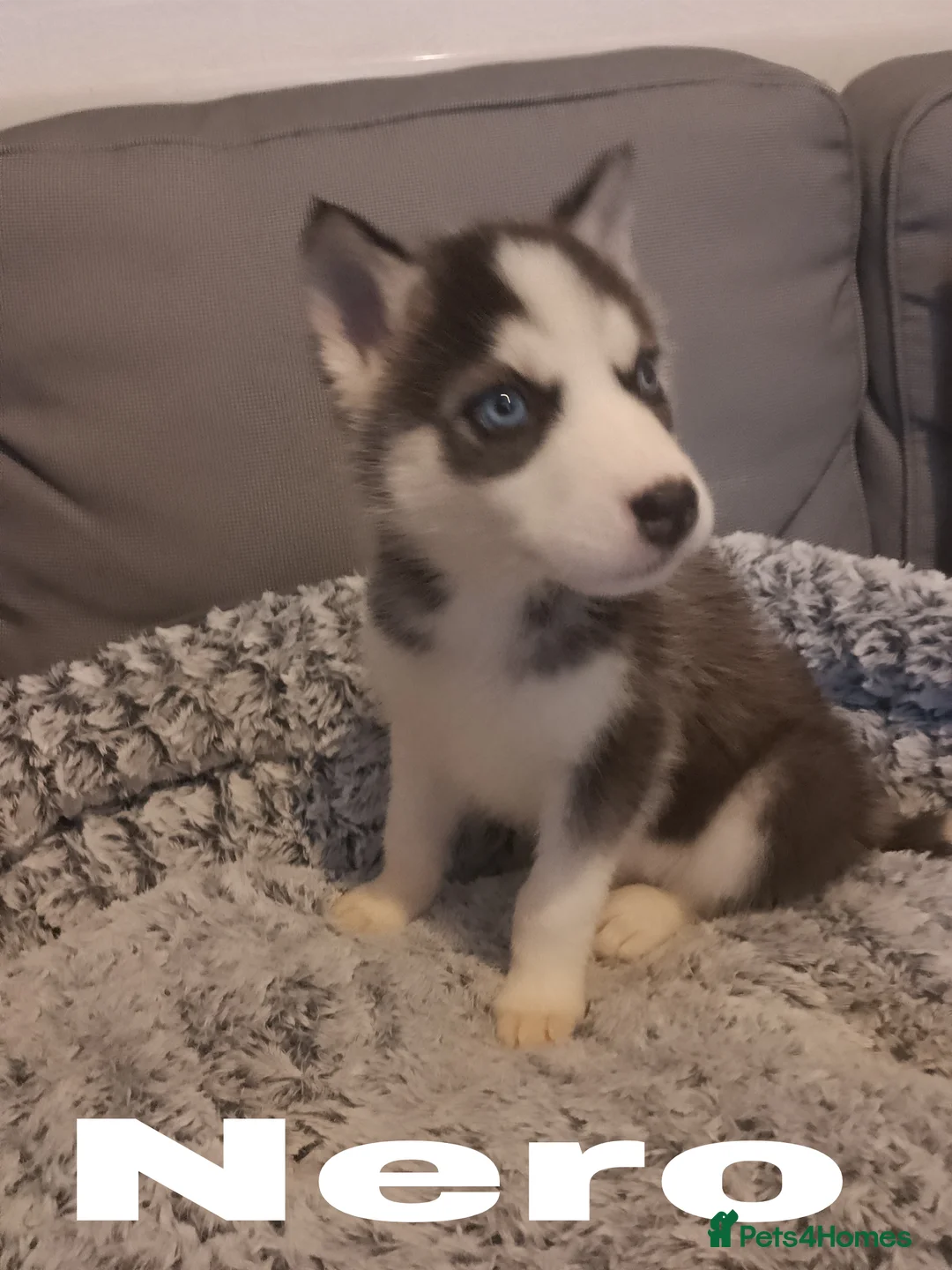 Siberian Husky dogs for sale: Stunning Blue-Eyed Siberian Husky Puppies - Advert 14