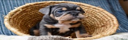 English Bulldog dogs for sale: English bulldog puppies for sale  - Advert 3