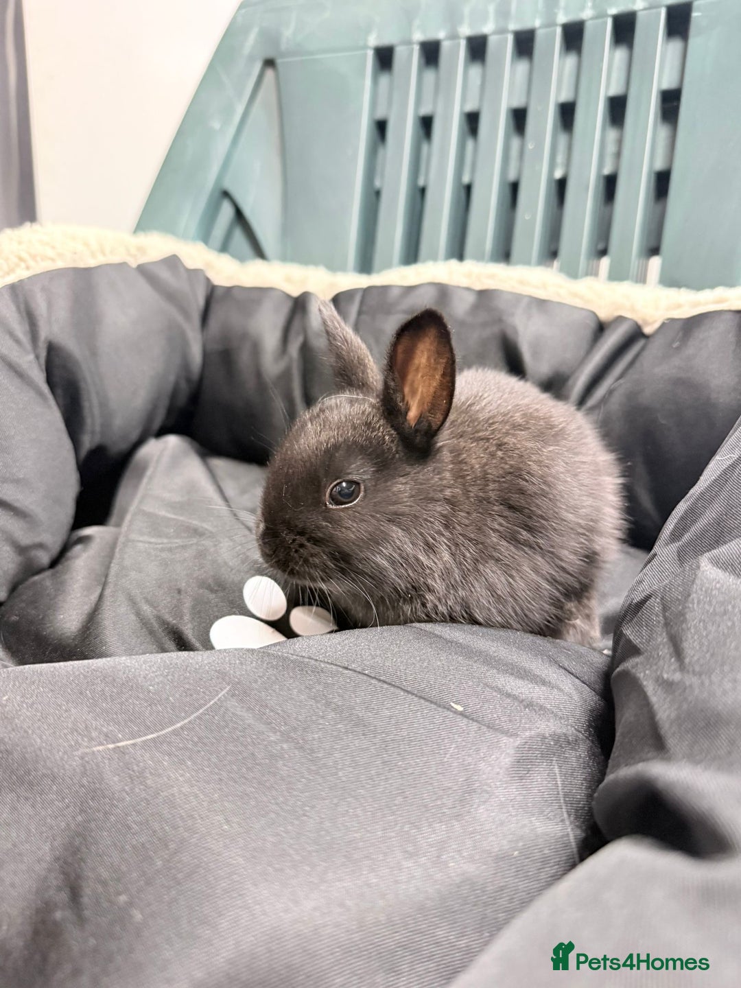 Mixed Breed rabbits for sale: Baby bunnies - Advert 16