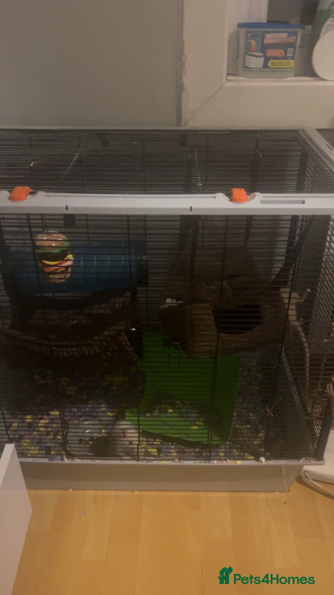 Rat rodents for sale: 2 rats looking for new home  - Image 4