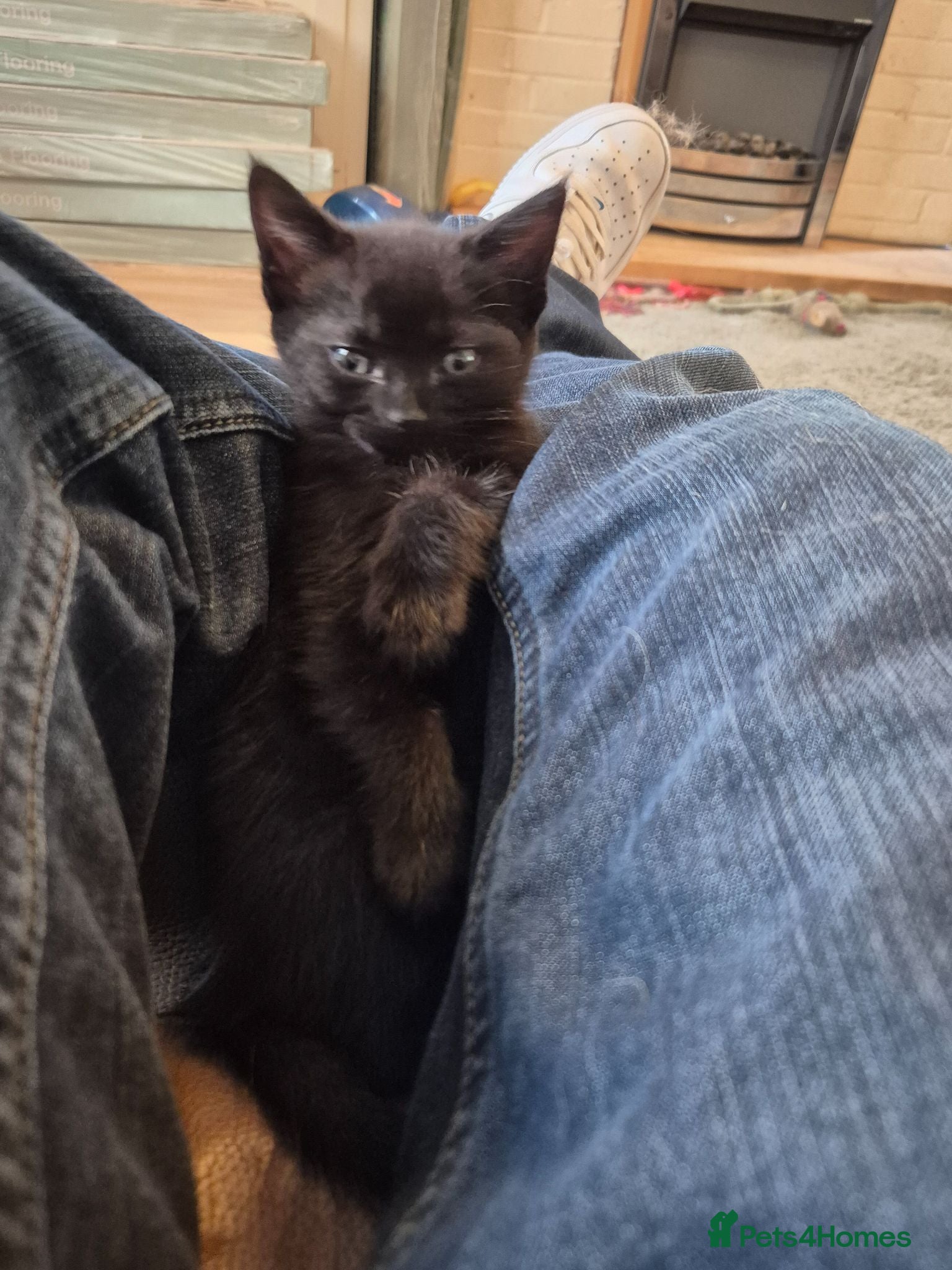 Mixed Breed cats Last 2 female kittens  - Advert 2