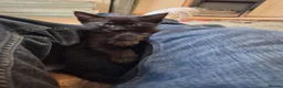 Mixed Breed cats for sale: Last 2 female kittens  - Advert 1