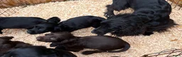 Cocker Spaniel dogs for sale: Beautiful cocker spaniel puppies  - Advert 5