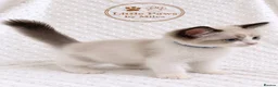 Ragdoll cats for stud: 🏆 GCCF & TICA Seal Bi-colour, Champion sired - Advert 9