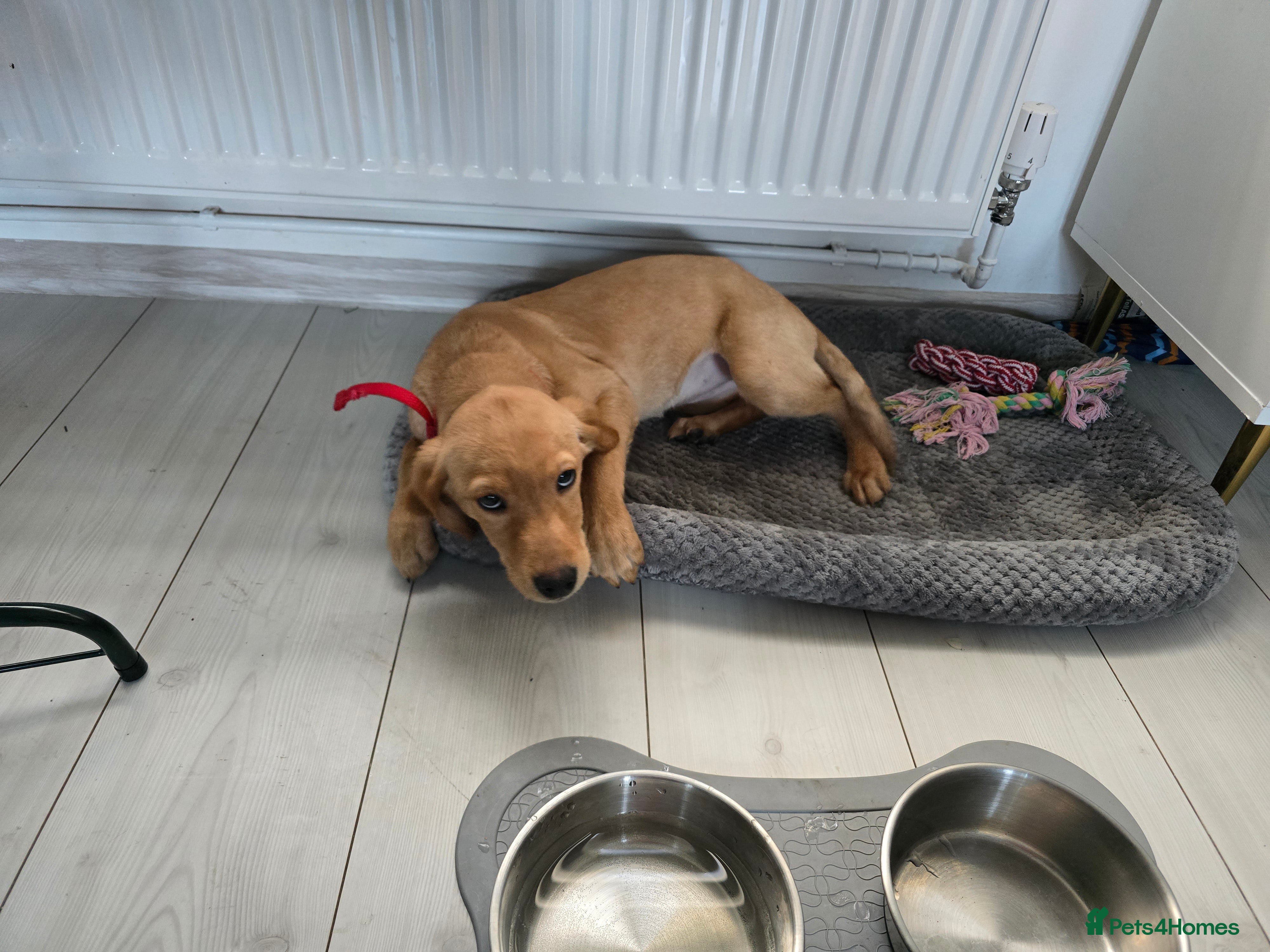 Labrador Retriever dogs Yellow-and-red RKC Registered Labrador puppie - Advert 1