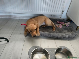 Labrador Retriever dogs Yellow-and-red RKC Registered Labrador puppie - Advert 7