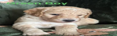 Green Boy