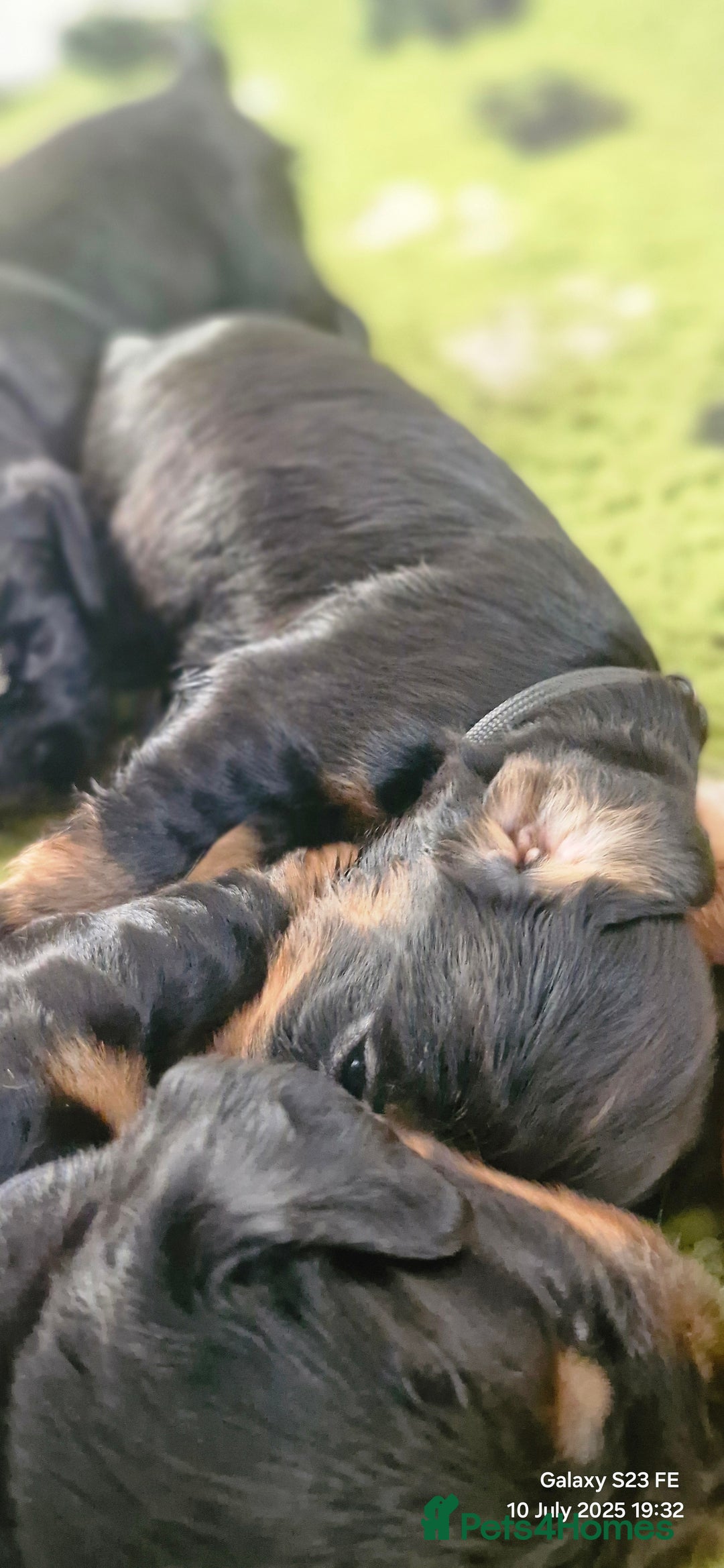 Cocker Spaniel dogs for sale: Cocker Spaniel puppies - Image 11