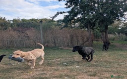 Labrador Retriever dogs for sale: Smart mixed colour labrador litter, HEALTH TESTED - Image 9