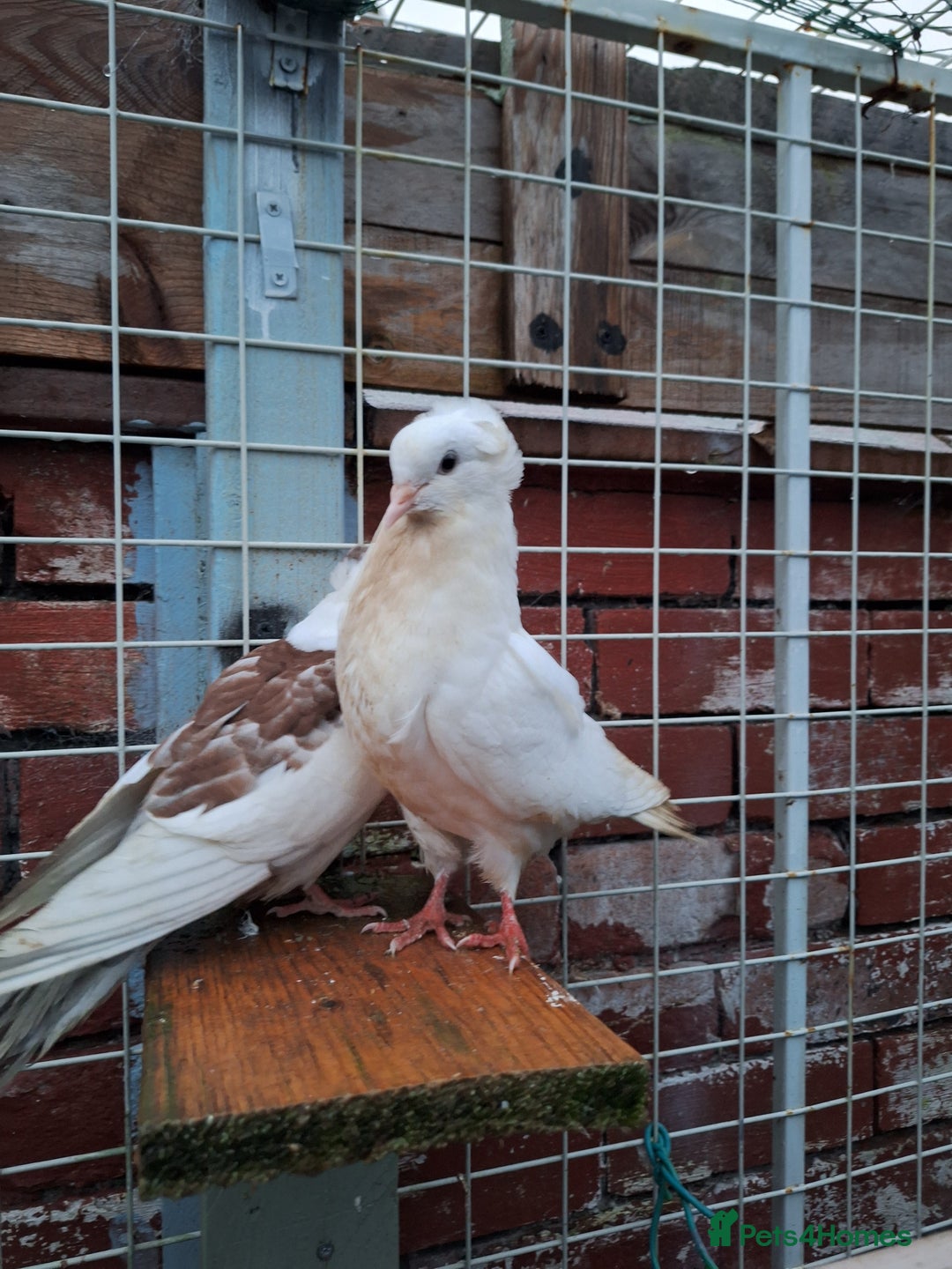 Conures birds for sale: King Madonna Pigeon for sale - Advert 12