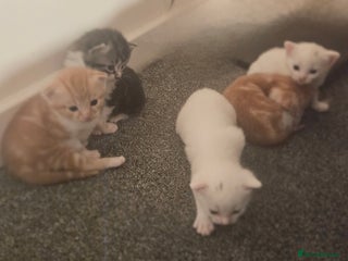 Turkish Angora cats Christmas Kittens - Advert 1
