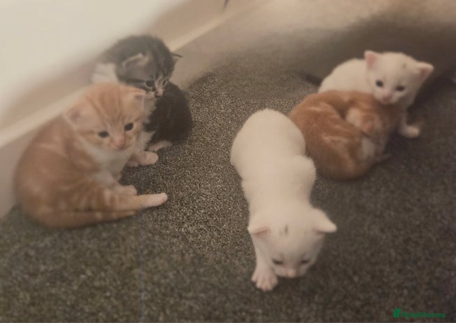 Turkish Angora cats ** Kittens - Advert 1