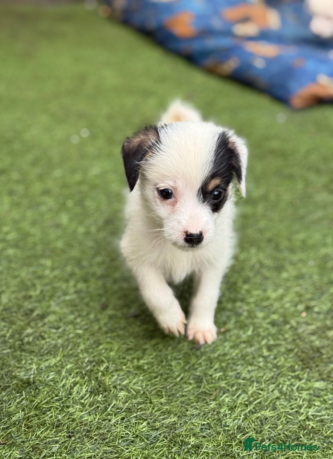 Jack Russell dogs for sale: The cutest little Jack Russel pups ❤️ - Image 18