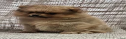 Pomeranian dogs for sale: 🐾🌟 Beautiful Pomeranian Puppies - Ready Now🌟🐾 - Advert 24
