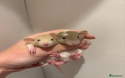 Rat rodents for sale: Baby rats (males and females) - Image 3