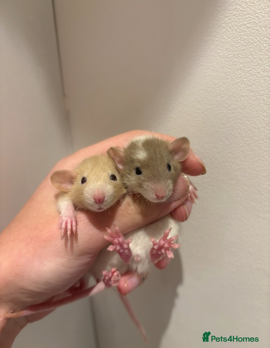 Rat rodents for sale: Baby rats (males and females) - Image 3