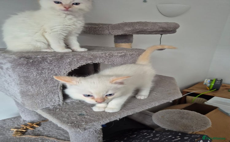 Ragdoll cats Urgent 2 boys left ready to leave now  - Advert 2