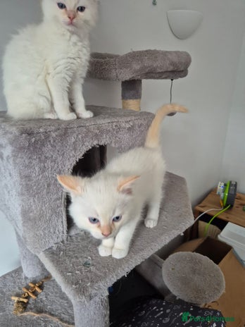 Ragdoll cats Urgent 2 boys left ready to leave now - Advert 1