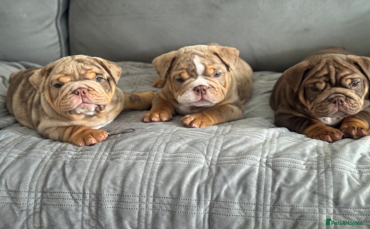 English Bulldog dogs - Advert 1