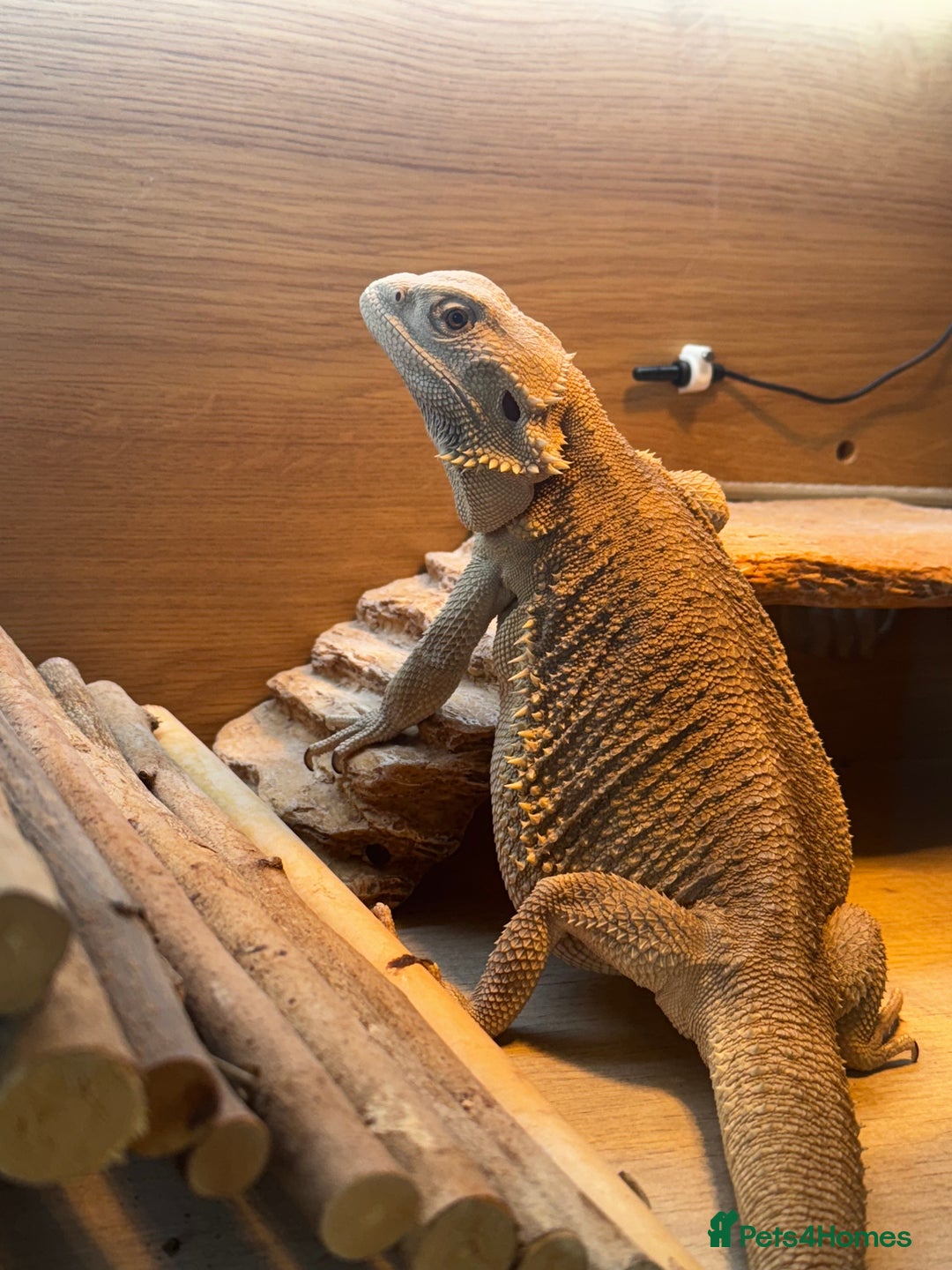 Bearded Dragon reptiles for sale: Zero Bearded Dragon - Image 5