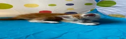 Maine Coon cats for sale: Maine Coon Kittens in Cambridge - Advert 12