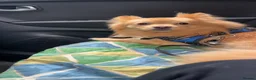 Pomeranian dogs for stud: 3 year old fox faced Pomeranian boy for stud - Advert 8