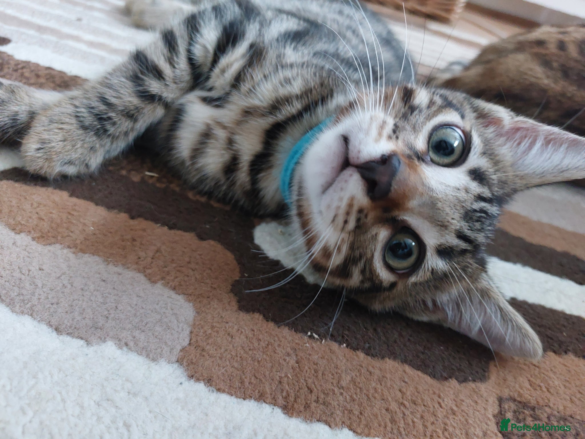 Bengal cats  Ready NOW!Mixed/x tabby/half bengal kittens💙💚🧡 - Advert 15