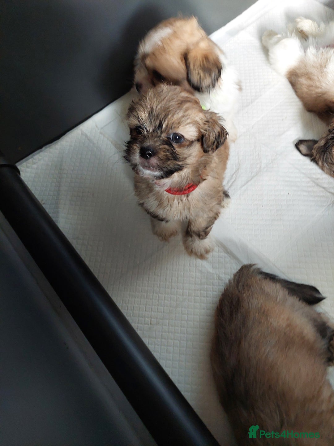 Lhasa Apso dogs for sale: KC REG LHASA APSO PUP(1 left) RED BOY) - Advert 22
