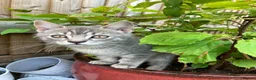 Bengal cats for sale: Gorgeous Bengal x British Short hair kittens - Advert 21
