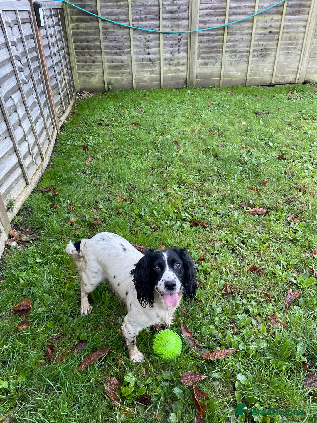 Cockapoo dogs for sale: Adorable cockapoo puppies  - Advert 1