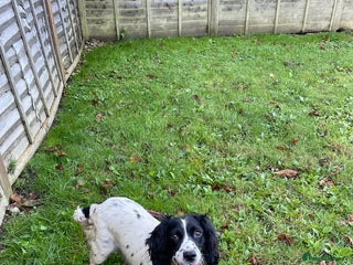 Cockapoo dogs Adorable cockapoo puppies - Advert 1