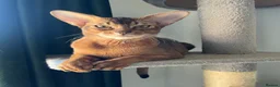 Abyssinian cats for sale: Gorgeous Abyssinians cats - Advert 2