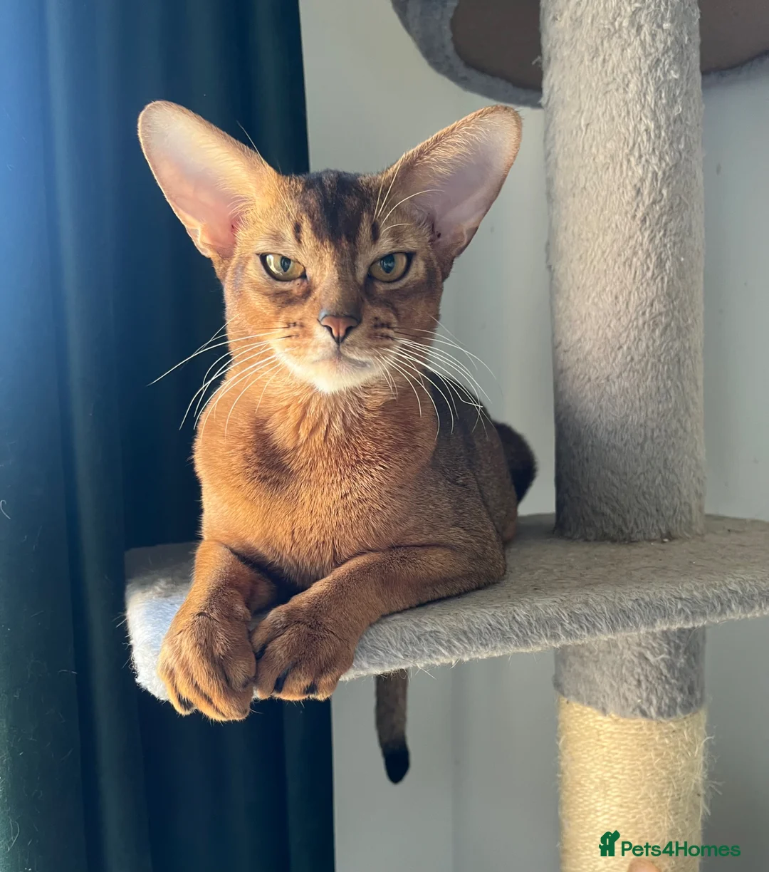 Abyssinian cats for sale: Gorgeous Abyssinians cats - Advert 2