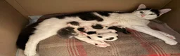 Mixed Breed cats for sale: Beautiful fluffy kittens  - Advert 10