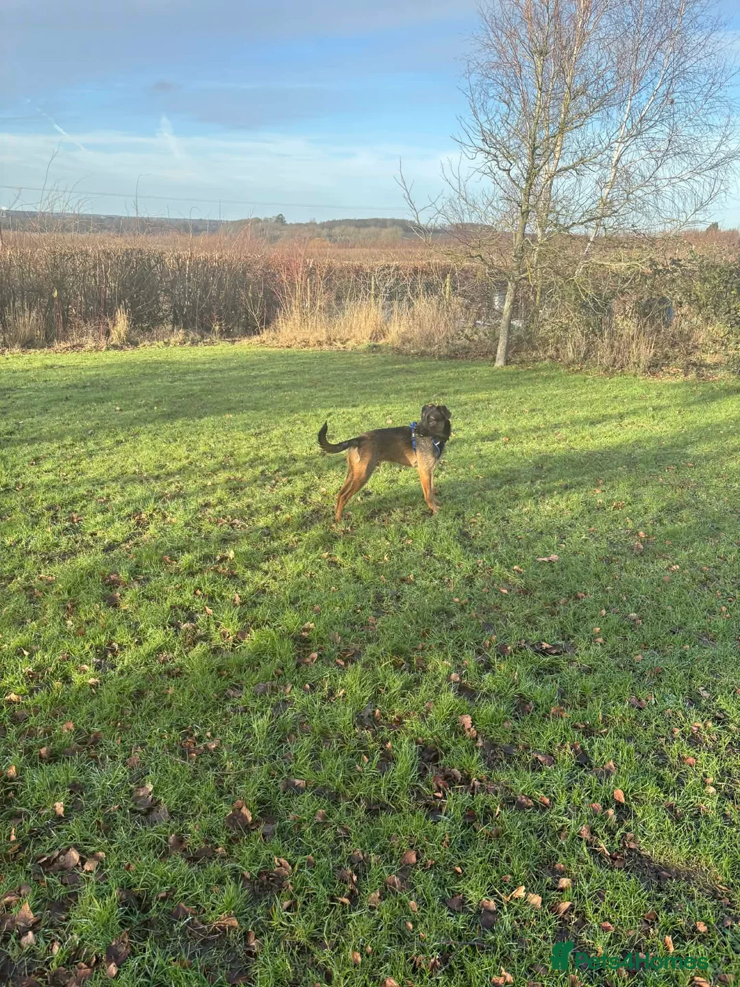 Mixed Breed dogs for sale: Bruce  - Advert 1