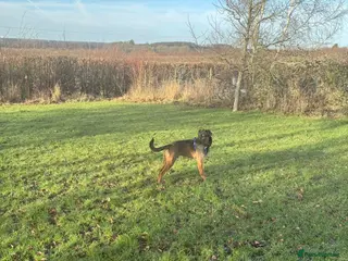 Mixed Breed dogs Bruce - Advert 2